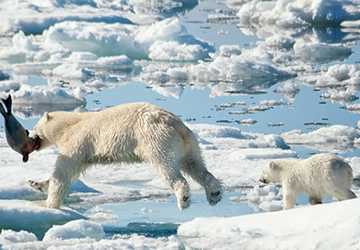 Glacier Glory- Experiencing the Majesty of Ice Giants