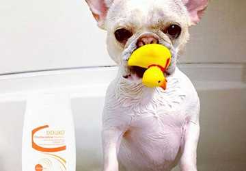 The Best Shampoos for Dogs with Allergies