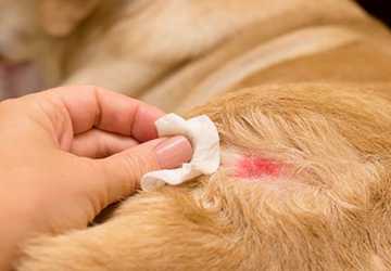 How to Prevent and Treat Hot Spots on Your Dog's Skin