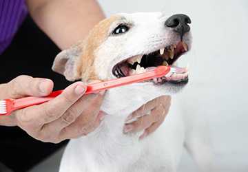 The Importance of Regular Teeth Cleaning for Your Pet