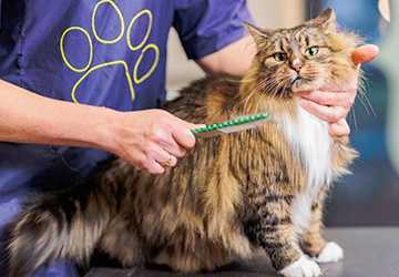 7 Steps to Remove Mats from Your Cat's Fur Without Hurting Them