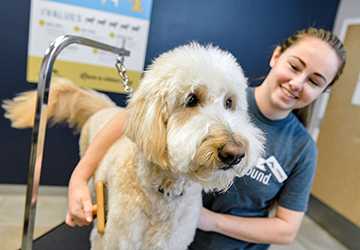 How to Manage and Reduce Shedding in Long-Haired Dogs